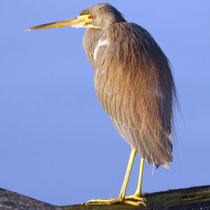 Aigrette tricolore