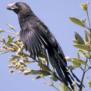 Smooth-billed Ani