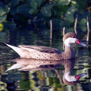 Canard des Bahamas