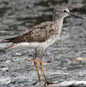 Lesser Yellowlegs