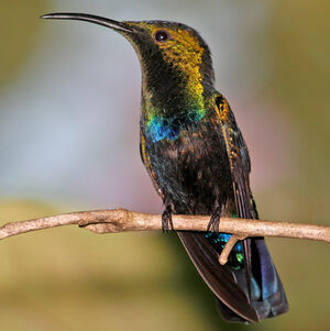 Colibri falle-vert