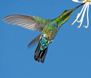 Colibri falle-vert