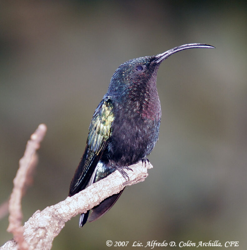 Purple-throated Carib male