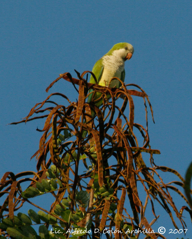 Conure veuve - Myiopsitta monachus