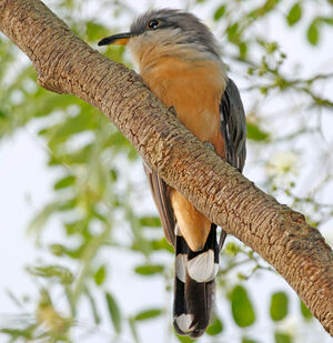 Mangrove Cuckoo