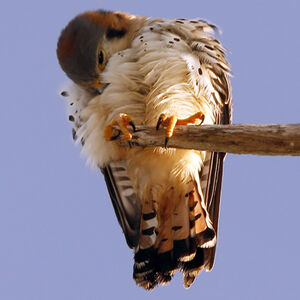 American Kestrel