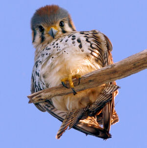 American Kestrel