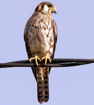 American Kestrel