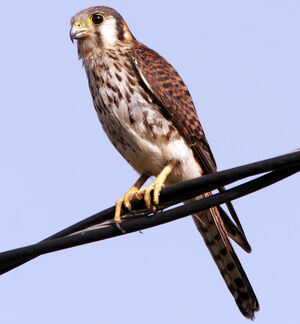 American Kestrel
