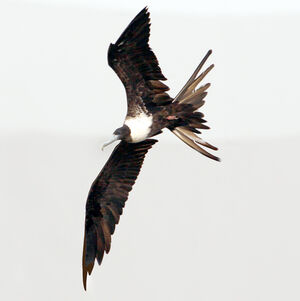 Magnificent Frigatebird