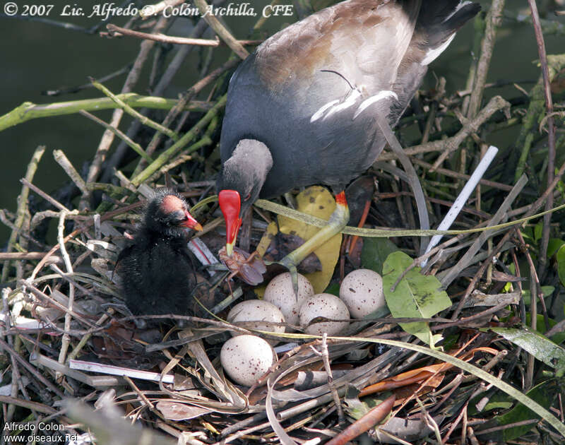 Common Gallinule, Reproduction-nesting