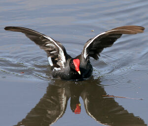 Gallinule poule-d'eau