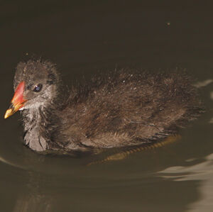 Gallinule poule-d'eau