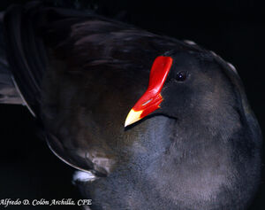 Gallinule poule-d'eau