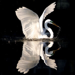 Grande Aigrette