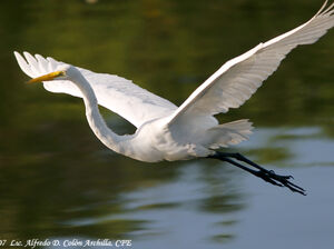 Great Egret