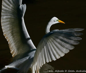 Grande Aigrette