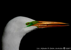 Grande Aigrette
