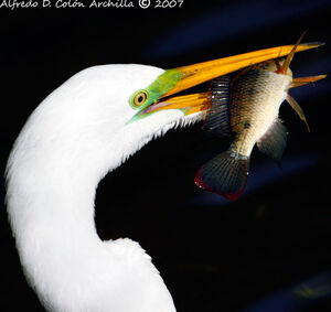 Great Egret