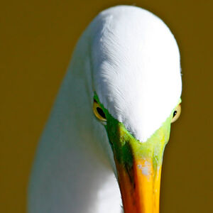 Grande Aigrette