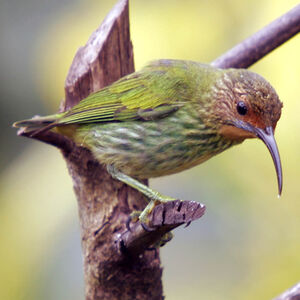 Purple Honeycreeper