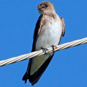 Hirondelle à ailes hérissées