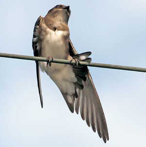 Hirondelle à ventre blanc