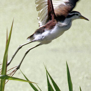 Jacana noir