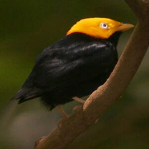 Manakin à tête d'or