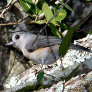 M�sange bicolore