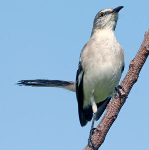 Northern Mockingbird