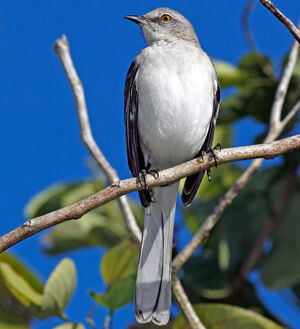 Northern Mockingbird