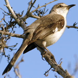 Northern Mockingbird