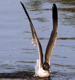 Mouette atricille 
&copy; Alfredo Colon