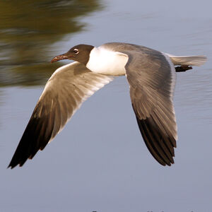 Mouette atricille 
&copy; Alfredo Colon