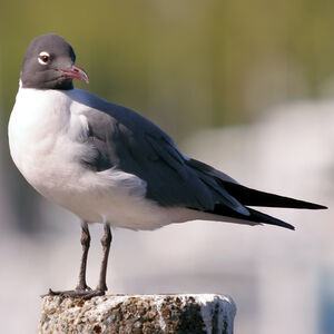Mouette atricille 
&copy; Alfredo Colon