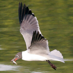 Mouette atricille 
&copy; Alfredo Colon