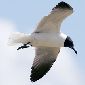 Mouette atricille 
&copy; Alfredo Colon