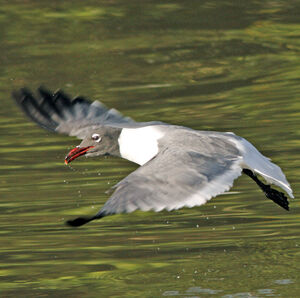 Mouette atricille 
&copy; Alfredo Colon