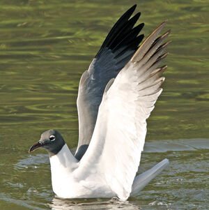 Mouette atricille 
&copy; Alfredo Colon
