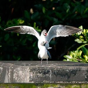 Mouette atricille 
&copy; Alfredo Colon