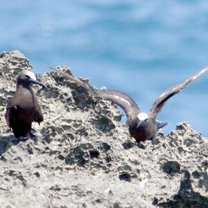 Brown Noddy