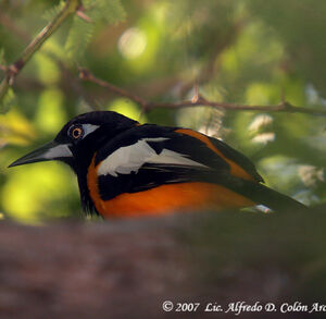Oriole troupiale