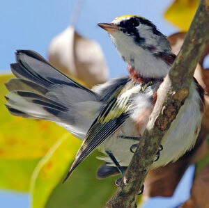 Paruline � flancs marron
