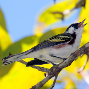 Paruline � flancs marron