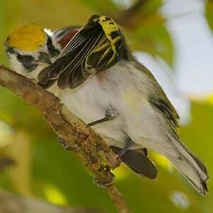 Paruline � flancs marron