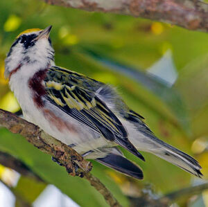 Paruline � flancs marron