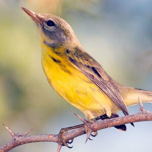 Adelaide's Warbler