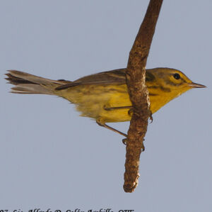 Paruline des pr�s