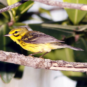 Paruline des pr�s